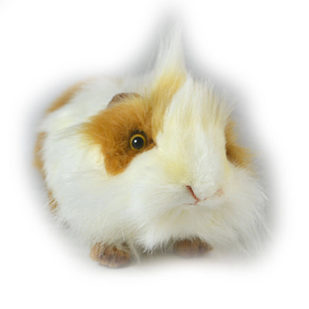 Hansa Guinea Pig